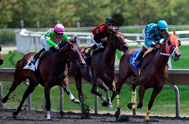 Thoroughbreds fighting for position in a race Photo by: Paul Kehrer https://creativecommons.org/licenses/by/2.0/ 